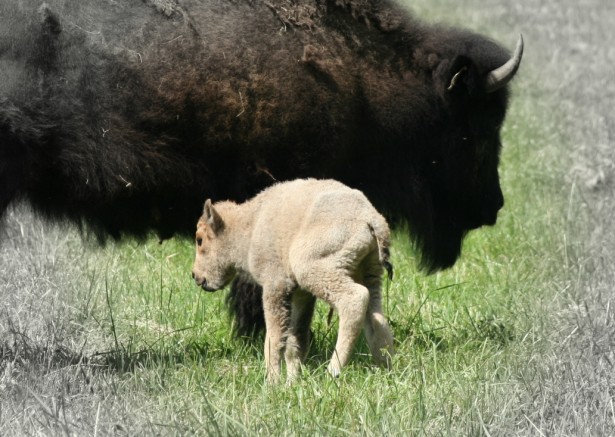 White Buffalo 6-2012